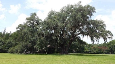 Biggest live oak outside Gainesville, FL