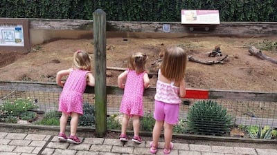 Kids looking at prairie dogs at the David Traylor Zoo