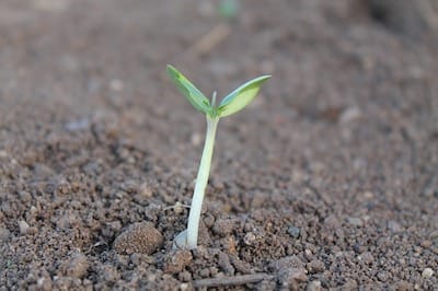 Sprouting plant